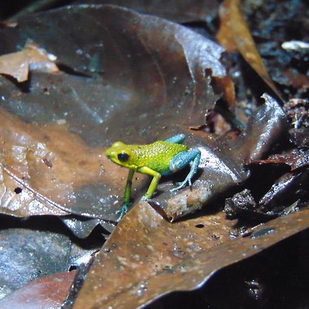 Hacienda Mil Bellezas - Private 40Ha Jungle Reserve Quepos Eksteriør billede