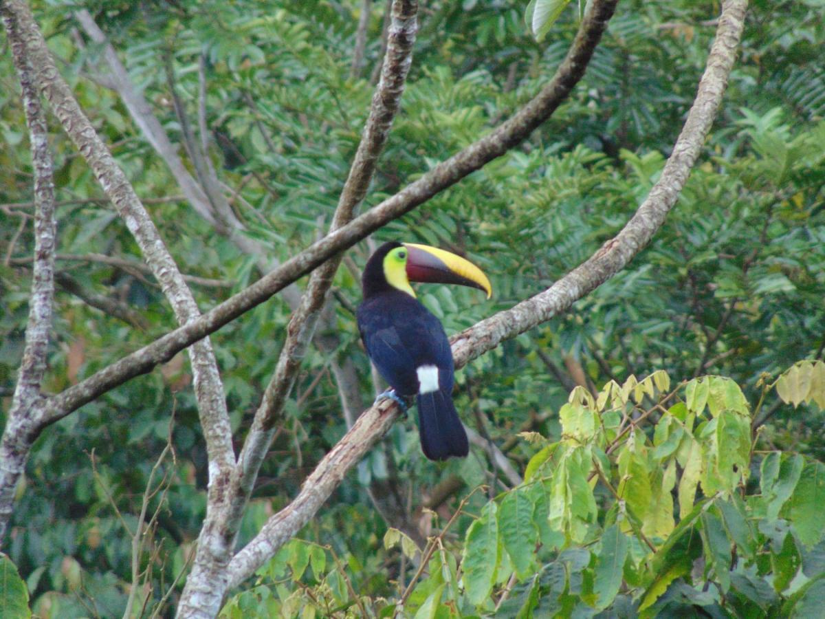 Hacienda Mil Bellezas - Private 40Ha Jungle Reserve Quepos Eksteriør billede