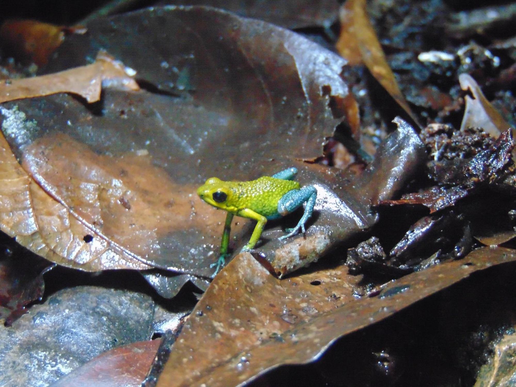 Hacienda Mil Bellezas - Private 40Ha Jungle Reserve Quepos Eksteriør billede